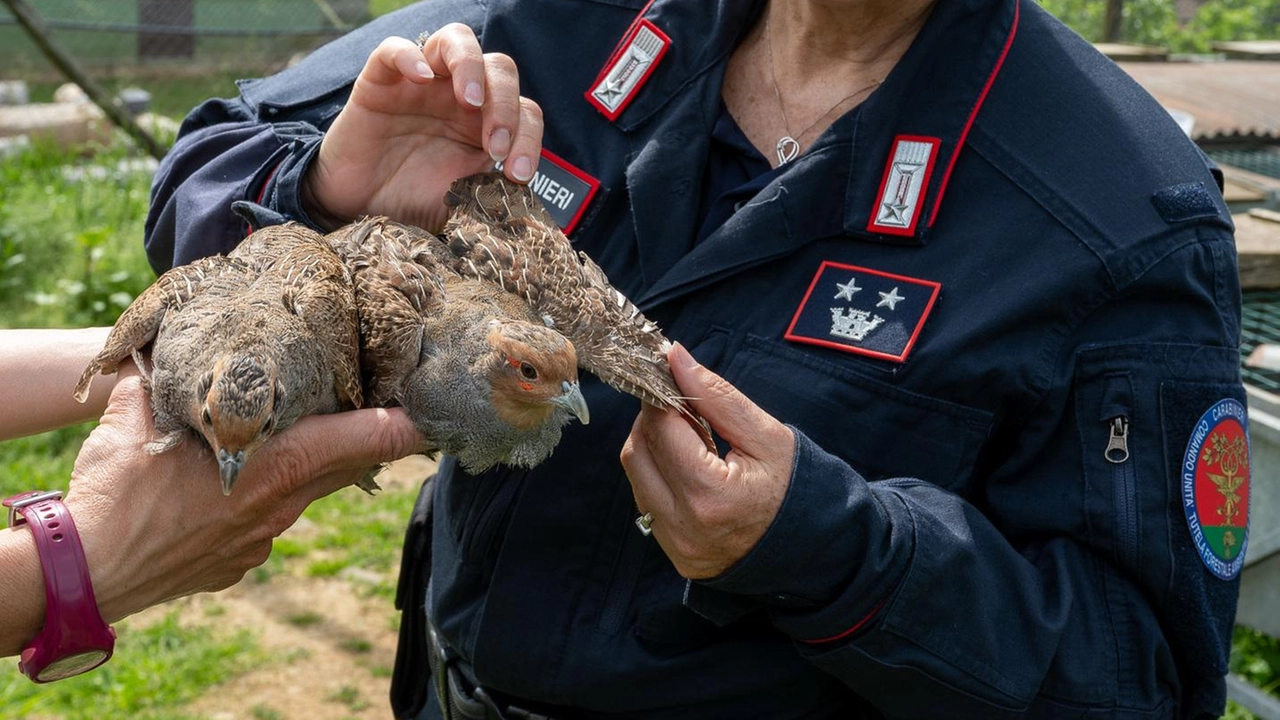 Come funzionano i Carabinieri Forestali e il reparto Biodiversità, dislocati in zone strategiche Come funzionano i Carabinieri Forestali e il reparto Biodiversità, dislocati in zone strategiche