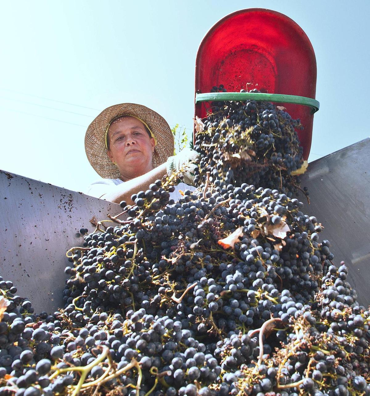 il caldo anticipa la vendemmia meno uva ma di alta qualit224