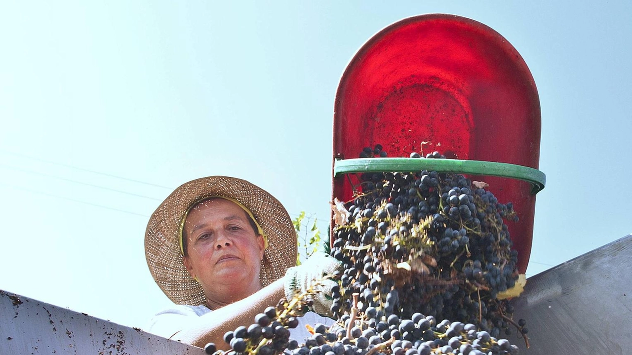 I viticoltori sono fiduciosi in vista della vendemmia che si preannuncia in anticipo rispetto agli altri anni I viticoltori sono fiduciosi in vista della vendemmia che si preannuncia in anticipo rispetto agli altri anni