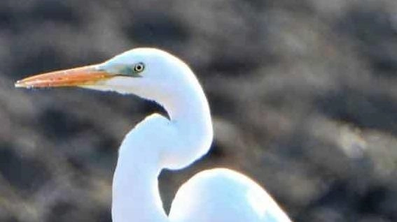 Un esemplare di airone bianco maggiore: ad ucciderlo, al Lago di Porta, è stata un’infezione batterica Un esemplare di airone bianco maggiore: ad ucciderlo, al Lago di Porta, è stata un’infezione batterica