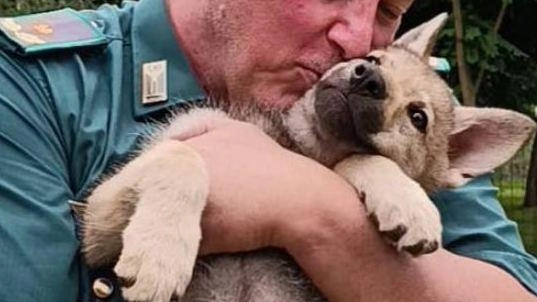 I consigli delle guardie zoofile Nogra in caso di "attacco" in strada I consigli delle guardie zoofile Nogra in caso di "attacco" in strada