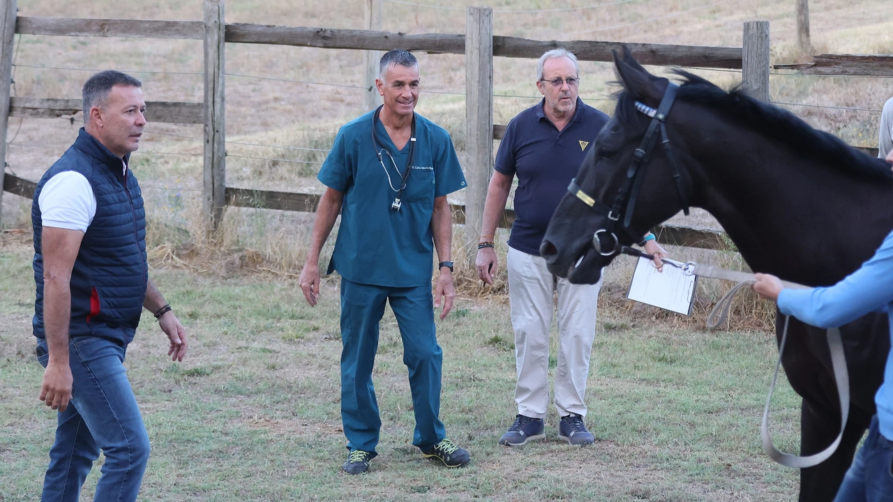 Le previsite alla clinica veterinaria del Ceppo (Foto Dipietro)