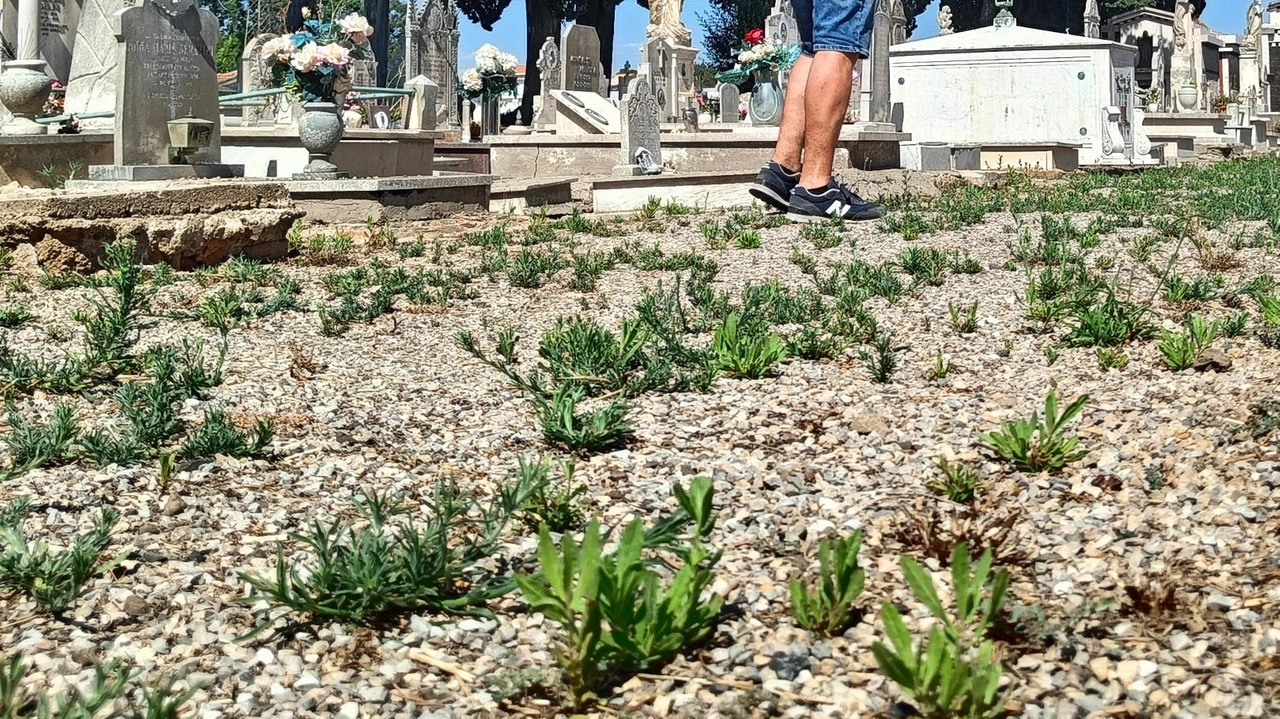 Le numerose segnalazioni sono arrivate anche agli uffici comunali. Stefania Turini: "Dobbiamo intervenire, ci stiamo già muovendo". Le numerose segnalazioni sono arrivate anche agli uffici comunali. Stefania Turini: "Dobbiamo intervenire, ci stiamo già muovendo".