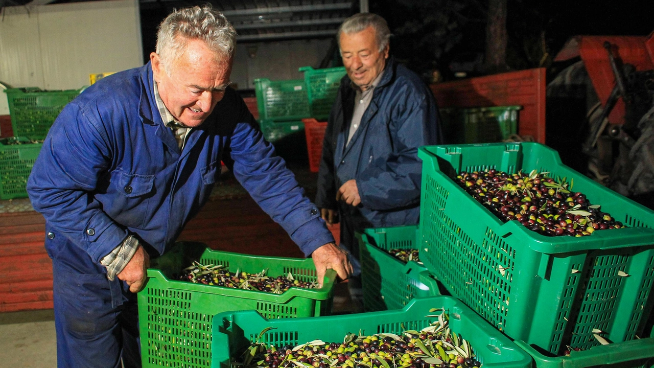Il report della Camera di Commercio sull'olio Il report della Camera di Commercio sull'olio