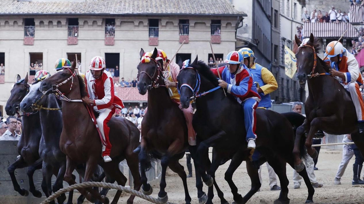 Il momento della mossa del Palio di luglio, vinto da un cavallo alla sua prima volta Il momento della mossa del Palio di luglio, vinto da un cavallo alla sua prima volta