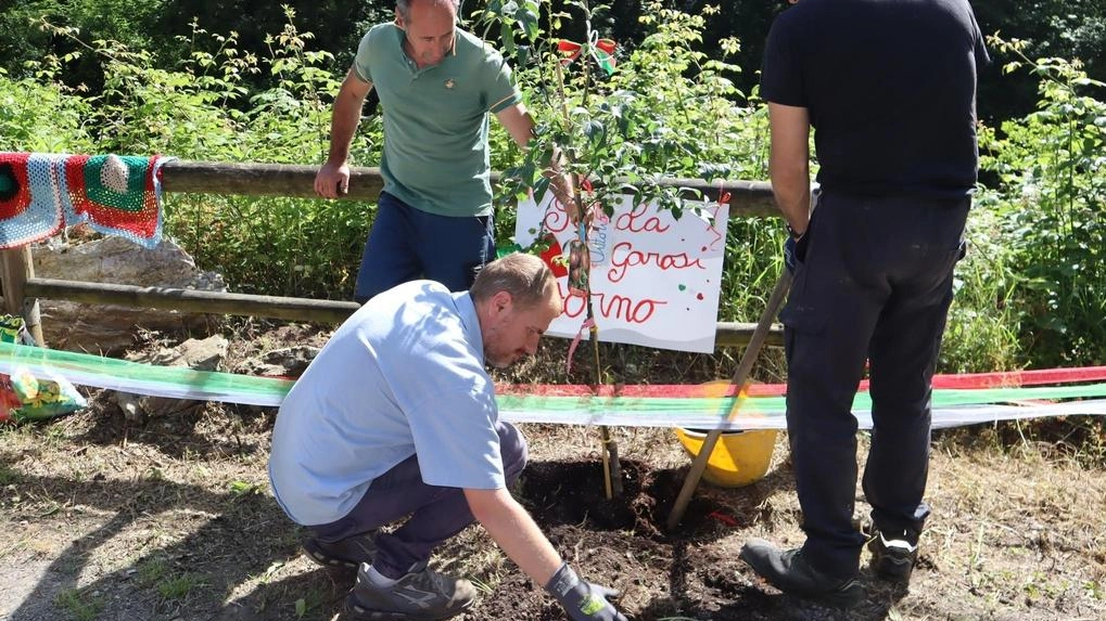 Un momento della cerimonia a Forno e, a sinistra, la piantumazione di. uno dei due nuovi alberi della pace Un momento della cerimonia a Forno e, a sinistra, la piantumazione di. uno dei due nuovi alberi della pace