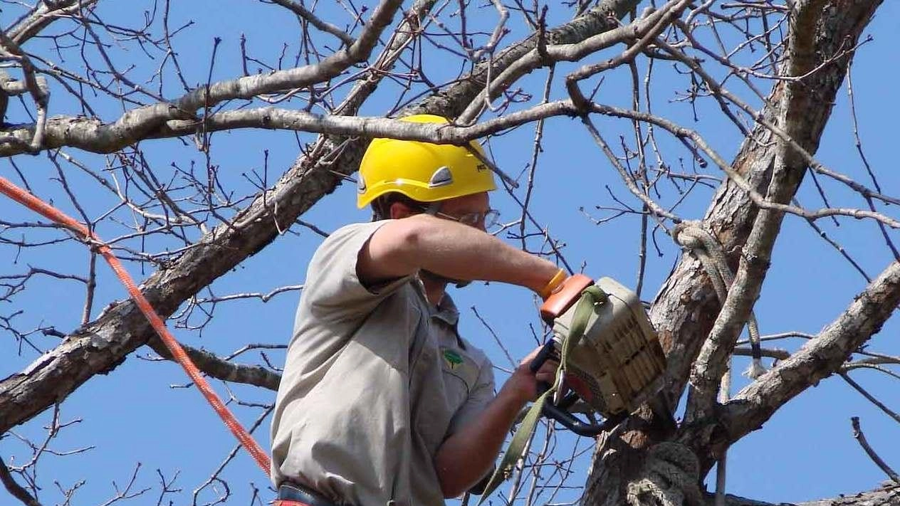 A Prato, potature in corso alle Cascine di Tavola per garantire la sicurezza dei cittadini. Interventi preventivi su alberi pericolanti e caduti lungo via Firenze. A Prato, potature in corso alle Cascine di Tavola per garantire la sicurezza dei cittadini. Interventi preventivi su alberi pericolanti e caduti lungo via Firenze.