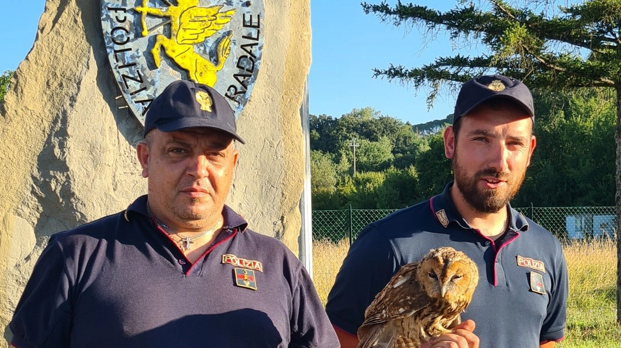 L'allocco salvato dalla Polstrada L'allocco salvato dalla Polstrada