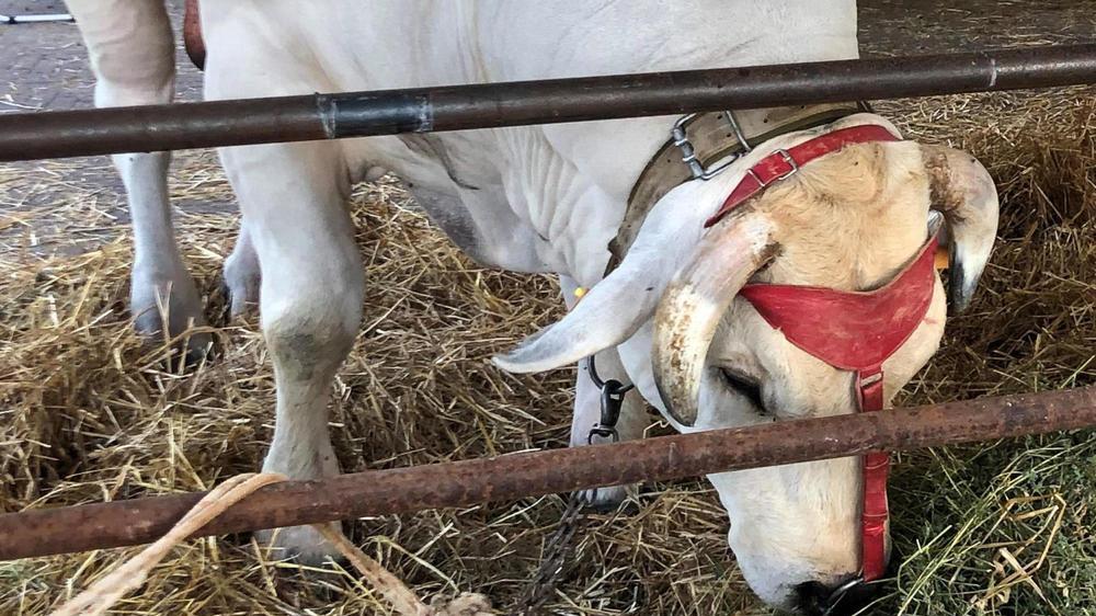 “Come ridurre la resistenza agli antibiotici nelle stalle“