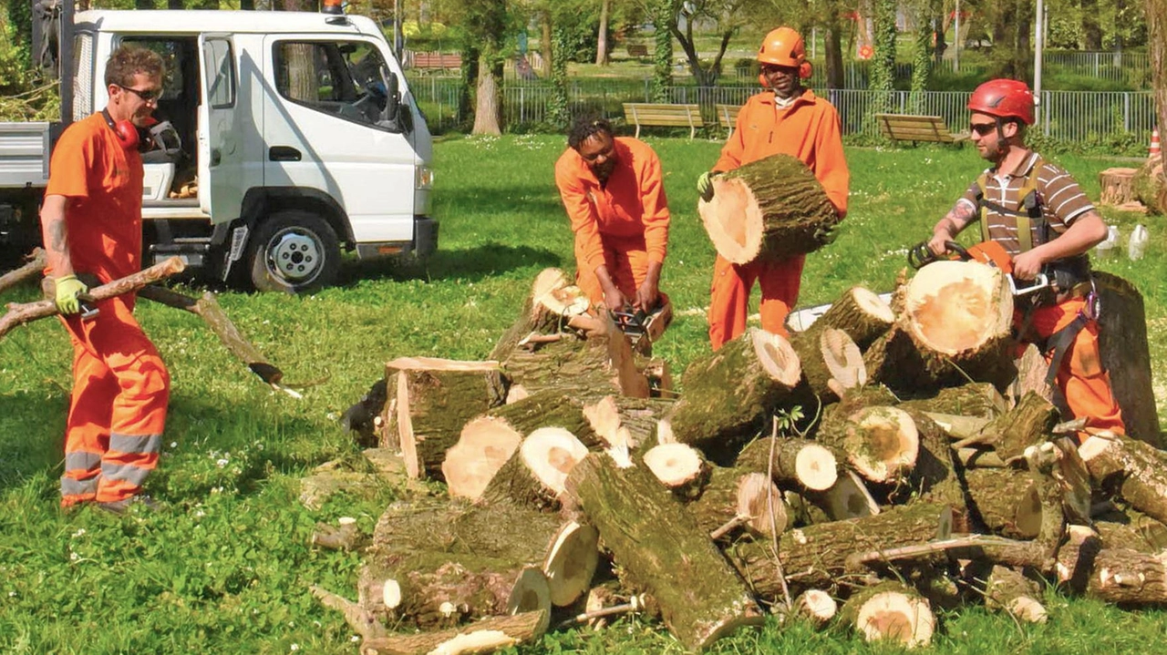 Operai al lavoro per liberare un’area verde dopo il crollo di un albero malato A Firenze gli arbusti sono 80mila