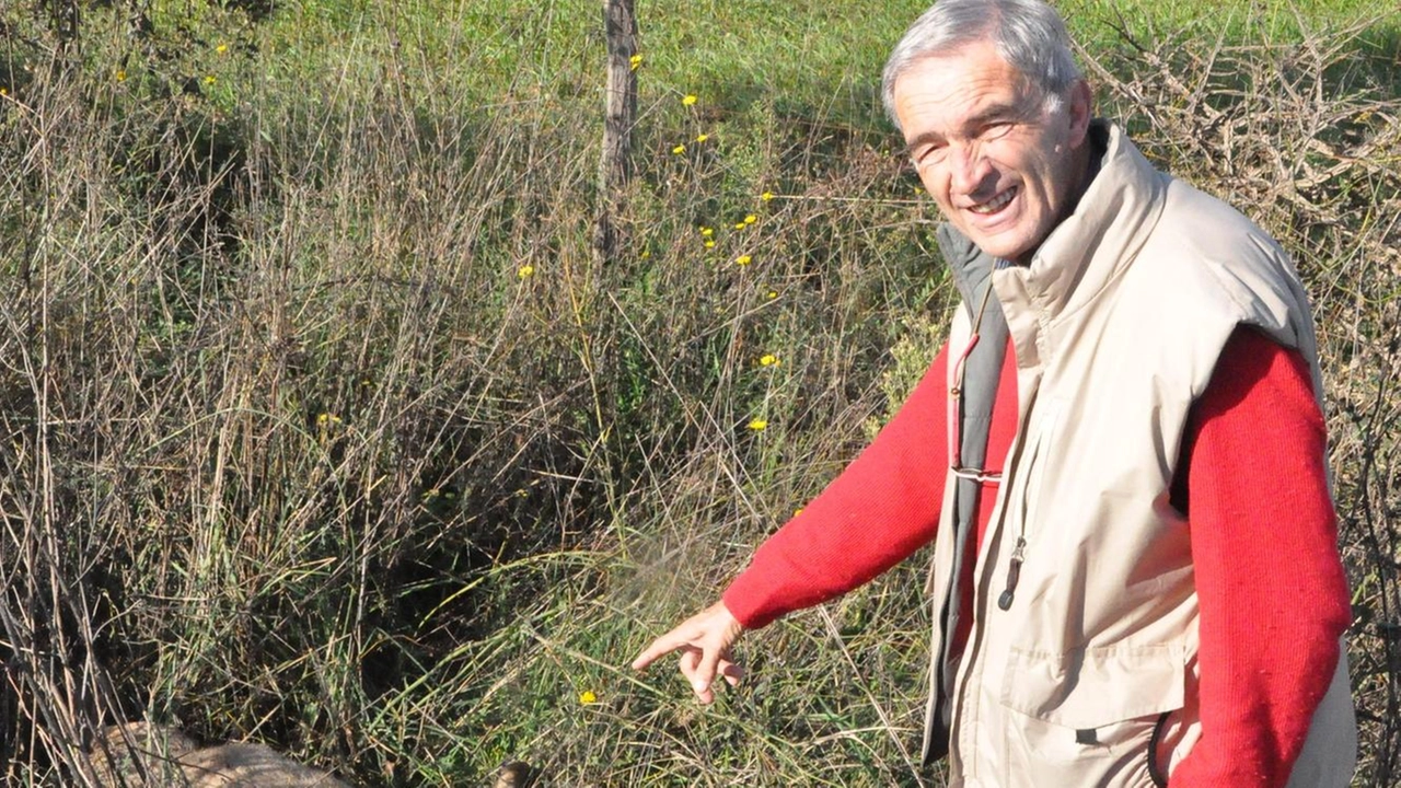 La carcassa del predatore ritrovato nel fosso Gli esperti accerteranno se si tratta di un «ibrido» o invece di un lupo La carcassa del predatore ritrovato nel fosso Gli esperti accerteranno se si tratta di un «ibrido» o invece di un lupo