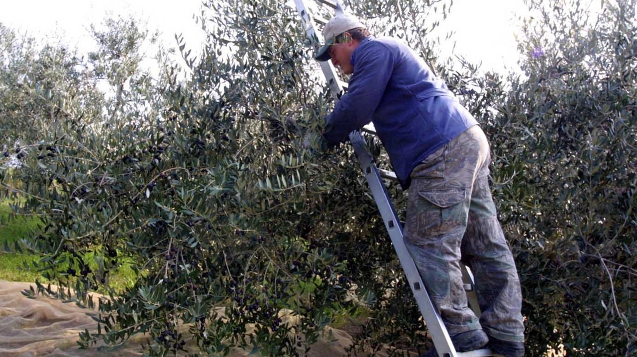 I dati sull’olio ligure (foto d’archivio) I dati sull’olio ligure (foto d’archivio)