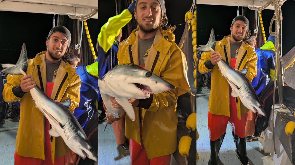 Liguria, squalo mako finisce nelle reti dei pescatori di acciughe Liguria, squalo mako finisce nelle reti dei pescatori di acciughe