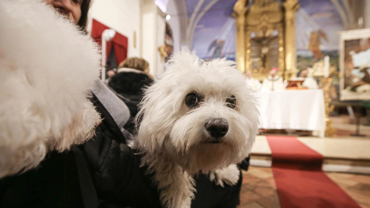 Antiche tradizioni popolari, devozione, storia e tanto divertimento si intrecciano oggi nel cuore della città. Torna la “Festa...