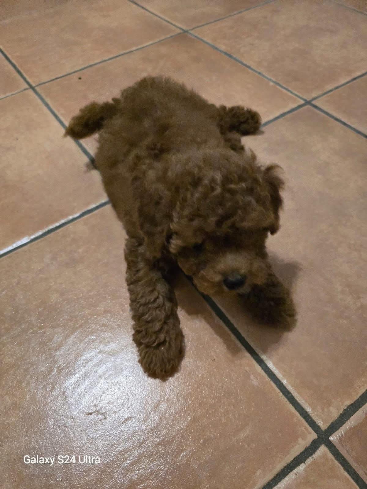 Furto choc, entrano in casa per rubare e rapiscono il cane Furto choc, entrano in casa per rubare e rapiscono il cane