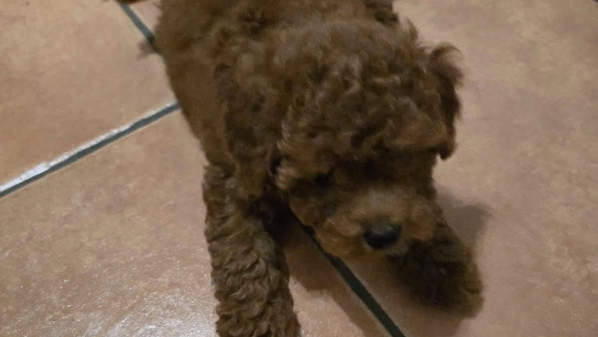 Milo, il cagnolino portato via dai ladri Milo, il cagnolino portato via dai ladri