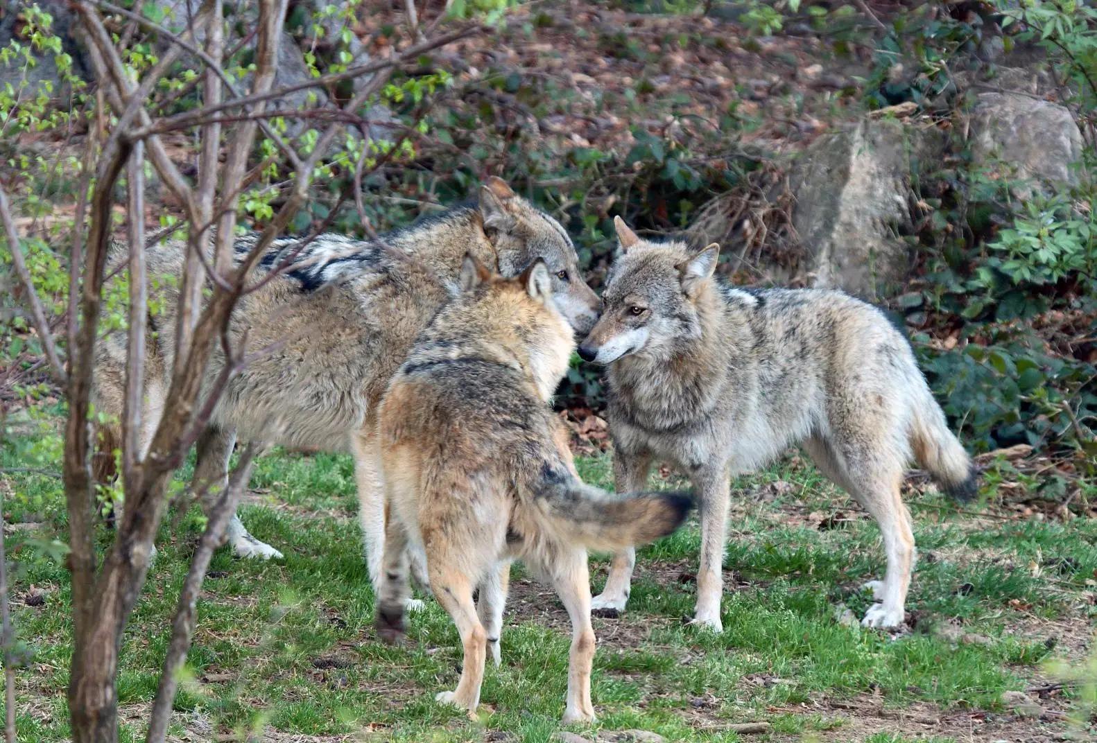 Europa abbassa da Lanazione.it l europa abbassa lo status di protezione del lupo ceccardi così difendiamo l ambiente