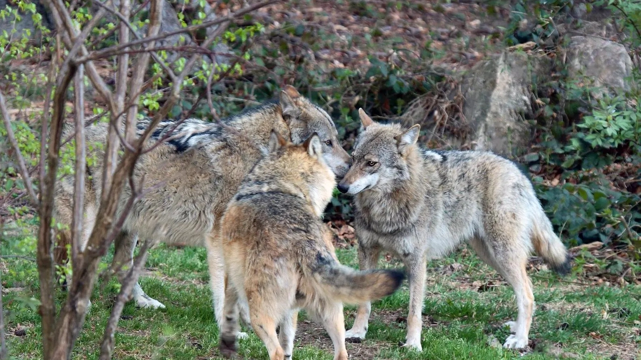 Ceccardi: "primo passo verso una gestione più equilibrata e pragmatica della fauna" Ceccardi: "primo passo verso una gestione più equilibrata e pragmatica della fauna"