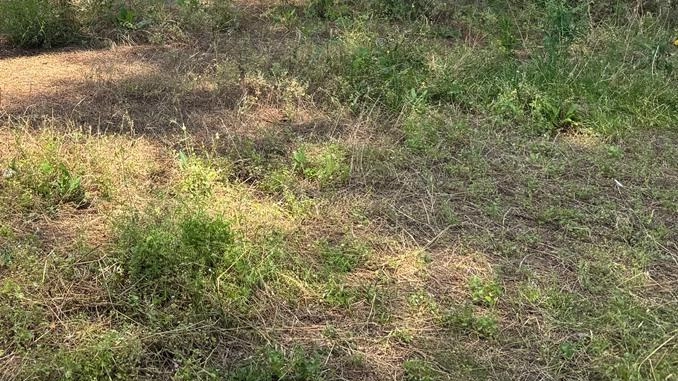 Nuova vita per la ex Colonia Nuova vita per la ex Colonia