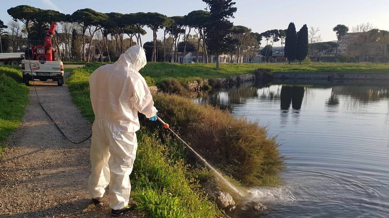 Uno dei numerosi interventi di disinfestazione lungo le sponde della laguna, per combattere la persistente invasione di moscerini (Foto d’archivio) Uno dei numerosi interventi di disinfestazione lungo le sponde della laguna, per combattere la persistente invasione di moscerini (Foto d’archivio)
