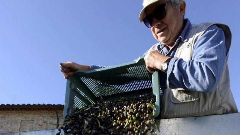 Un momento della raccolta delle olive (foto d’archivio) Un momento della raccolta delle olive (foto d’archivio)
