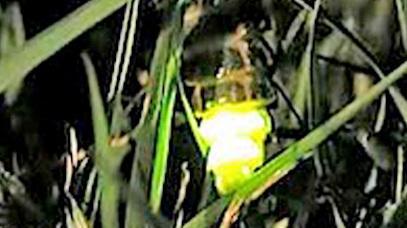 Sempre più rare per l’inquinamento: tutti a caccia di lucciole. Una passeggiata sulle Piagge con ricercatori e ambientalisti Sempre più rare per l’inquinamento: tutti a caccia di lucciole. Una passeggiata sulle Piagge con ricercatori e ambientalisti