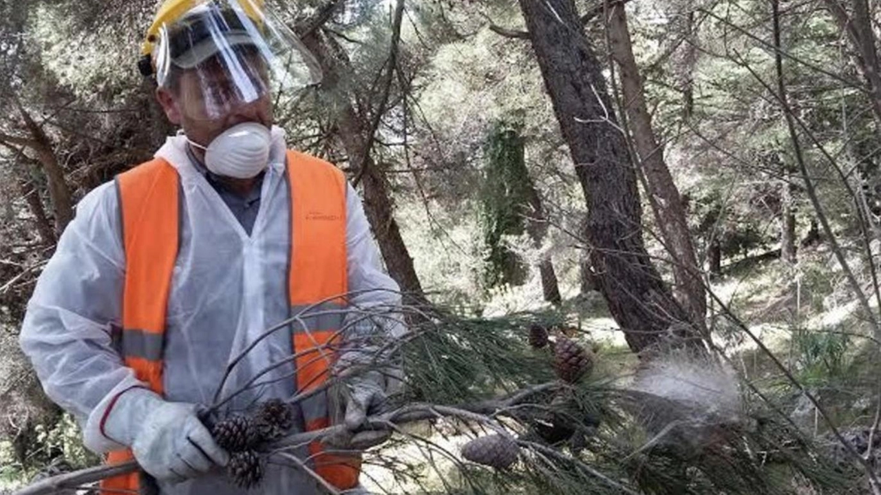 Occhi aperti in parchi e giardini. Scatta l’incubo processionaria (Foto di repertorio)