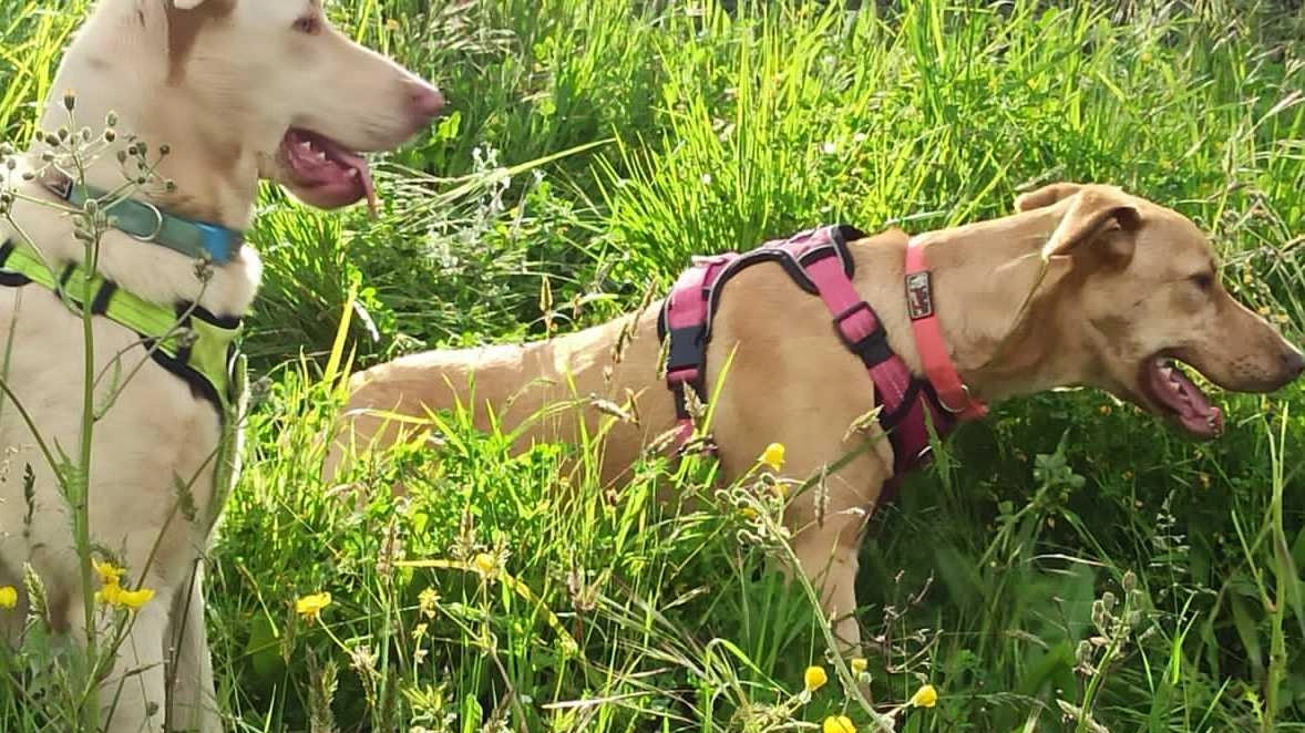 I nostri cani sono le principali vittime dei contagi da leishmaniosi, una malattia parassitaria portato da un papatacio