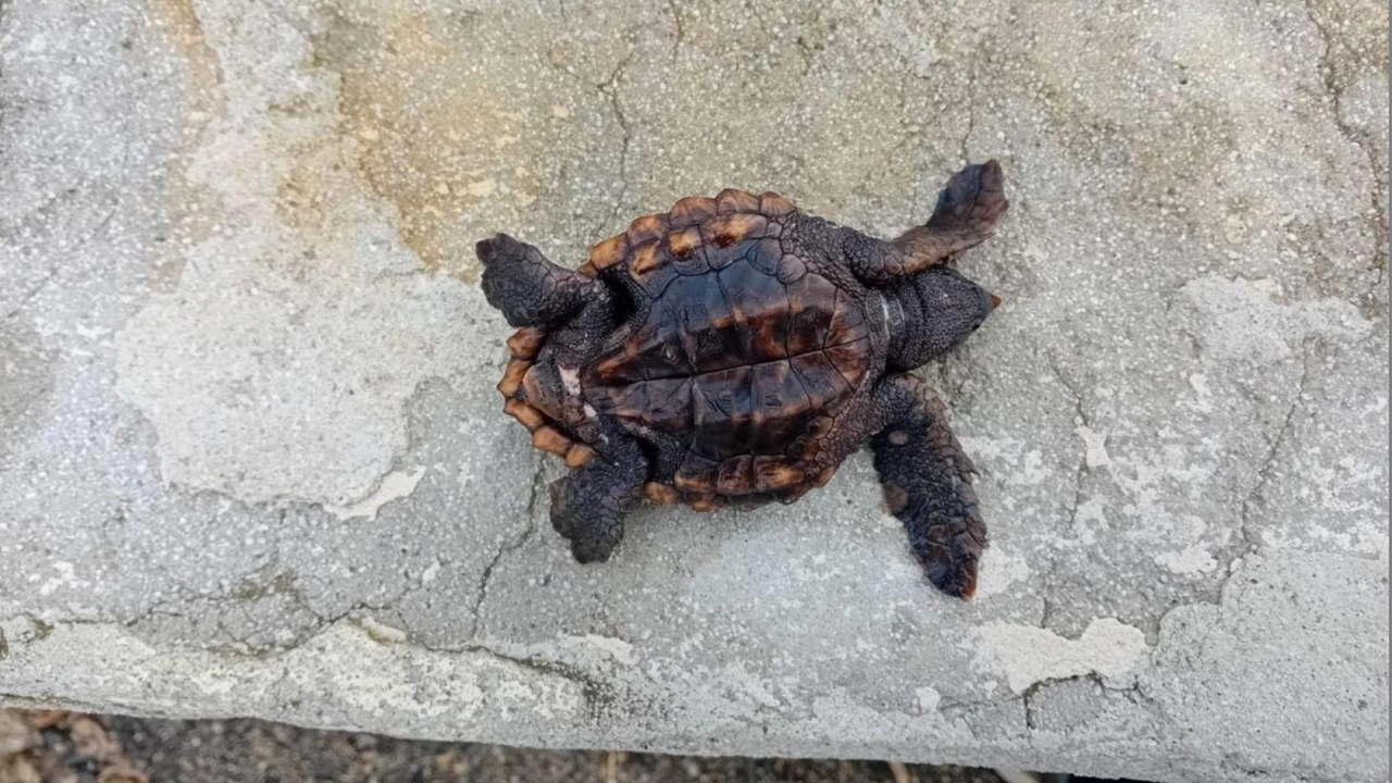 L'ultimo esemplare di tartaruga trovato morto all'Isola d'Elba (Legambiente Arcipelago Toscano)