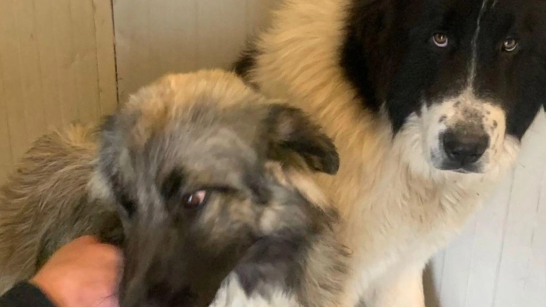 Fosse un cartoon della Walt Disney, Roxana e Tanko sarebbero scappati dall’Ucraina per sfuggire alle bombe e all’orrore della... Fosse un cartoon della Walt Disney, Roxana e Tanko sarebbero scappati dall’Ucraina per sfuggire alle bombe e all’orrore della...