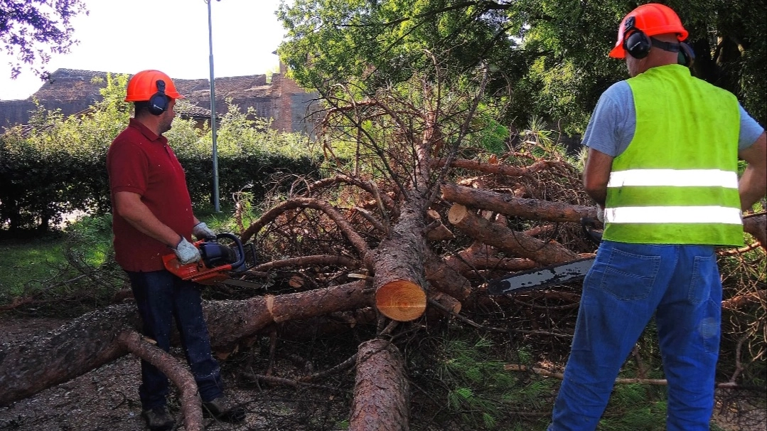 Messa in sicurezza degli alberi a rischio (foto di repertorio) Messa in sicurezza degli alberi a rischio (foto di repertorio)
