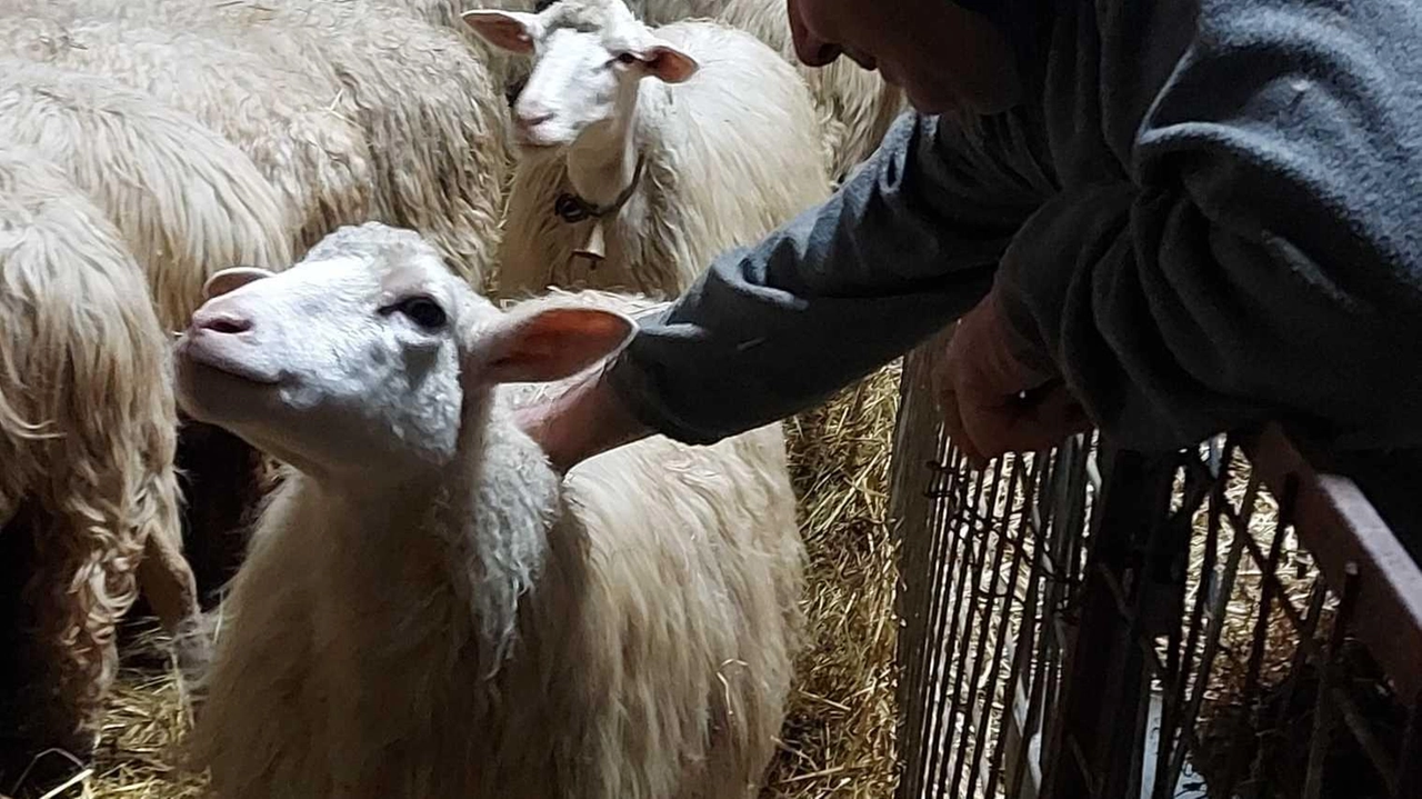 Franco Carta nel suo allevamento a Vescona, ad Asciano Qui ci sono circa 900 capi e una quindicina di cani che fanno la guardia Franco Carta nel suo allevamento a Vescona, ad Asciano Qui ci sono circa 900 capi e una quindicina di cani che fanno la guardia
