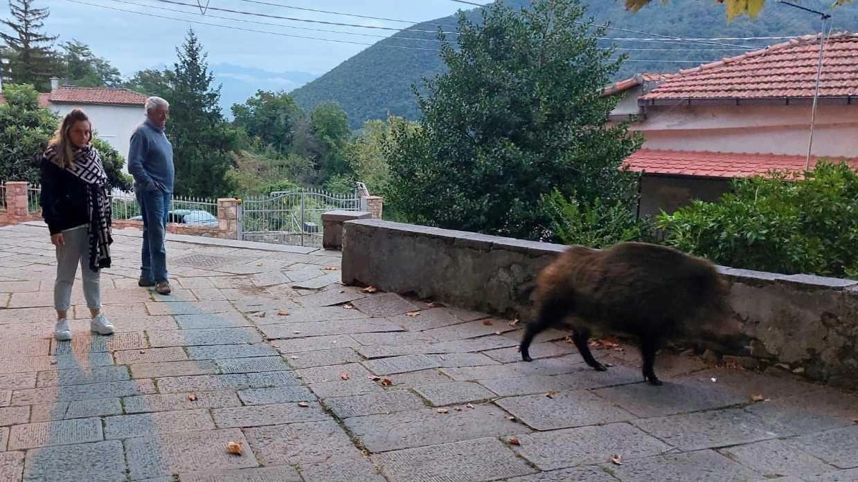 Dalla frazione collinare l’sos anche per una maggiore pulizia e per il restauro della chiesa. E mentre incontriamo gli abitanti, un gigantesco cinghiale passeggia per le vie del paese. Dalla frazione collinare l’sos anche per una maggiore pulizia e per il restauro della chiesa. E mentre incontriamo gli abitanti, un gigantesco cinghiale passeggia per le vie del paese.