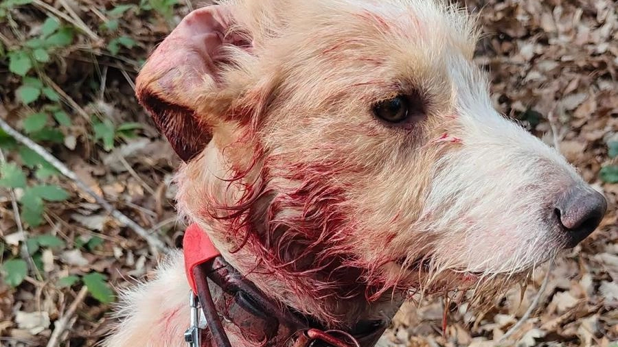 Solo negli ultimi giorni e nel solo Comune di Crespina Lorenzana sono due i cani rinvenuti smarrii e che, secondo il movimento animalista, appartengono a cacciatori delle braccate Solo negli ultimi giorni e nel solo Comune di Crespina Lorenzana sono due i cani rinvenuti smarrii e che, secondo il movimento animalista, appartengono a cacciatori delle braccate