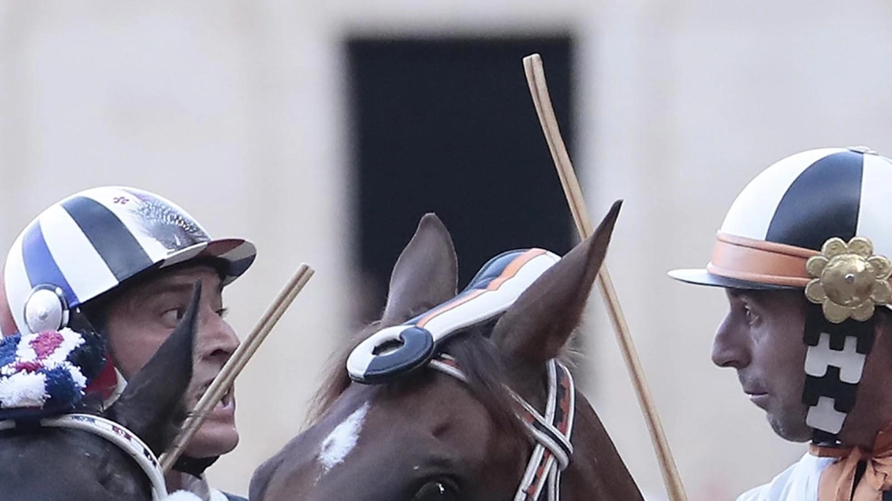 Il faccia a faccia al canape nel Palio dell’Assunta fra Tittia (Istrice) e Velluto (Lupa) Il faccia a faccia al canape nel Palio dell’Assunta fra Tittia (Istrice) e Velluto (Lupa)