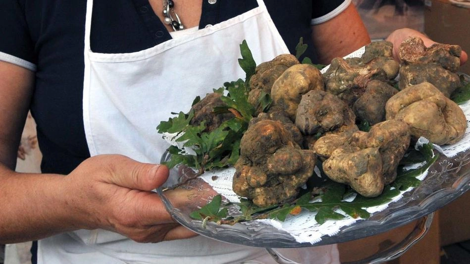 Al circolo Arci di Cellai, frazione di Rignano sull’Arno. gran finale della 46ª Sagra del tartufo Al circolo Arci di Cellai, frazione di Rignano sull’Arno. gran finale della 46ª Sagra del tartufo