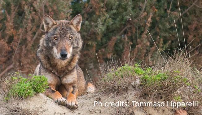 Il lupo nel nostro Parco? Conosciamolo meglio