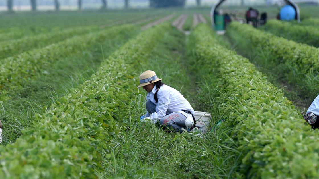 Dazi Usa, un salasso da 8 milioni. A rischio l’export agro alimentare, si salva il comparto florovivaistico Dazi Usa, un salasso da 8 milioni. A rischio l’export agro alimentare, si salva il comparto florovivaistico