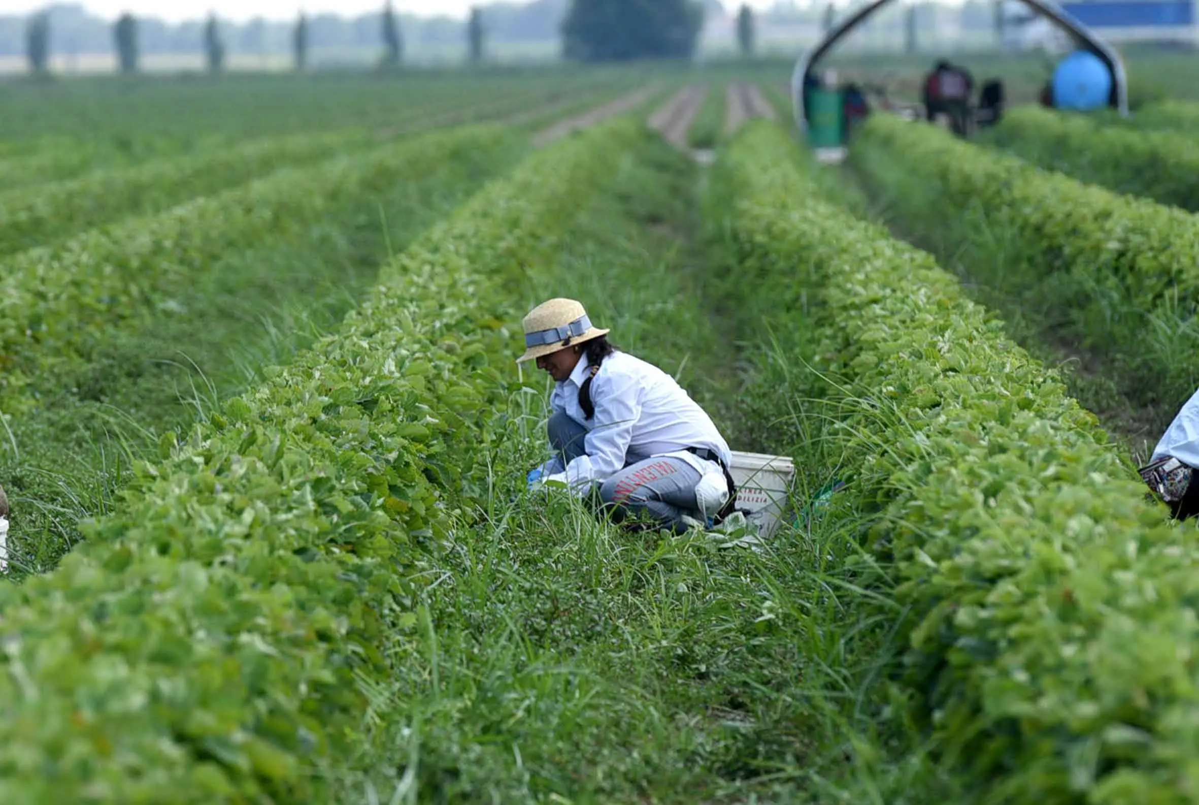 Dazi Usa, un salasso da 8 milioni. A rischio l’export agro-alimentare, si salva il comparto florovivaistico