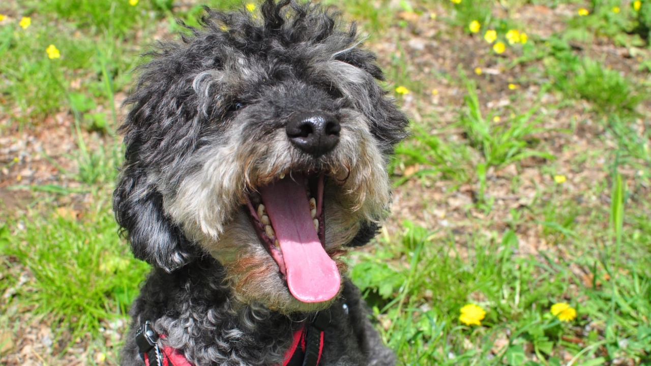 Morto Muffin, il cane della pet therapy di Antropozoa. Ha "lavorato" anche al Meyer Morto Muffin, il cane della pet therapy di Antropozoa. Ha "lavorato" anche al Meyer