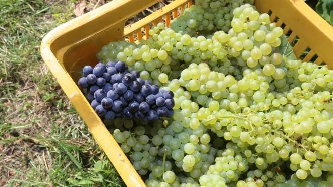 Azienda Faccoli vendemmia primo grappolo raccolto in Italia  ,Coccaglio 11 agosto 2014 ,  Ph Fotolive Filippo Venezia