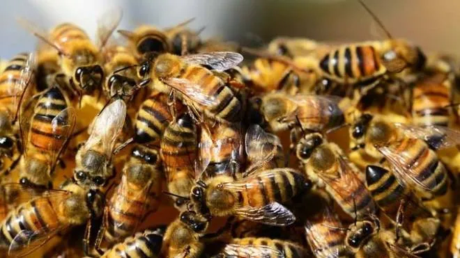 (DIRE) Bologna, 7 apr. - Arriva una app per fermare i ladri di arnie, vero e proprio flagello per gli apicoltori. Come funziona? Grazie a un gps, tiene informato l'apicoltore, in tempo reale, sugli spostamenti delle sue preziose api e in questo modo riduce il rischio di furti. La novita' e' frutto del lavoro di due giovani romagnoli, Roberto e Gabriele, che hanno dato vita a BeeIng, la prima startup che si occupa di api mettendo a punto innovativi sistemi di monitoraggio degli alveari.     Le api, insetti fondamentali per il miele che producono ma anche per il mantenimento dell'equilibrio dell'ecosistema, oggi sono sempre piu' a rischio di estinzione a causa di due fattori principali: gli agenti chimici usati in agricoltura e i continui furti agli apicoltori. Di qui l'idea di BeeIng che a pochi mesi dalla sua nascita e' gia' sul mercato con un antifurto gps, invisibile dall'esterno, che permette all'apicoltore di monitorare dal proprio smartphone tutti gli spostamenti dell'arnia. Per renderne accessibile l'utilizzo sono state utilizzate delle Sim innovative che permettono all'antifurto di lavorare con qualsiasi operatore telefonico. Gli antifurti di BeeIng sono gia' operativi in Italia, Francia e Germania e, a breve, la startup lancera' nuovi prodotti per semplificare l'apicoltura e tutelare le api, che in Italia, grazie alla loro arrivita' di impollinazione, 'valgono' tre miliardi di euro.   (Pir/ Dire) 18:20 07-04-1