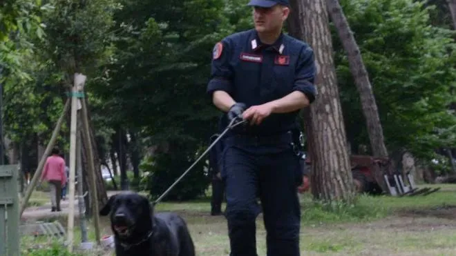 I carabinieri setacciano costantemente le pinete di Viareggio anche con l’ausilio di cani antidroga
