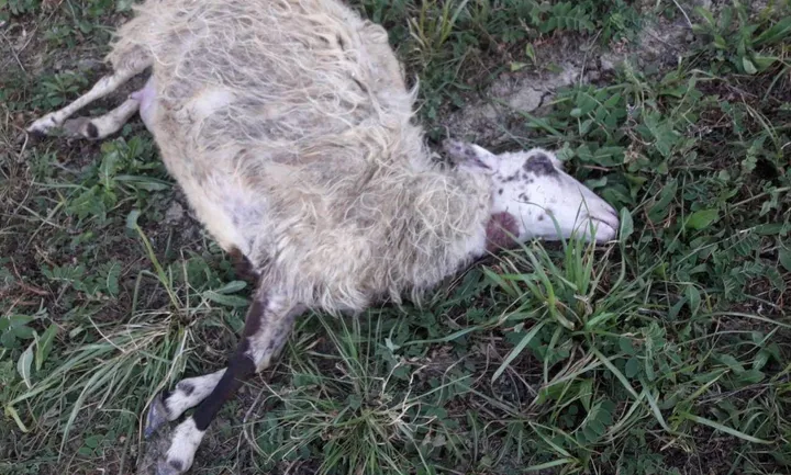 Una delle sei pecore sgozzate dai predatori nel giorno di Pasqua a Radi