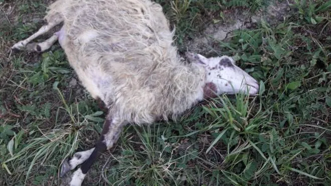 Una delle sei pecore sgozzate dai predatori nel giorno di Pasqua a Radi