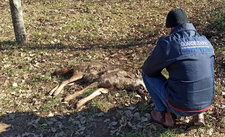 Un esemplare di lupo è stato trovato morto lungo l’argine dell’Ema (foto d’archivio)