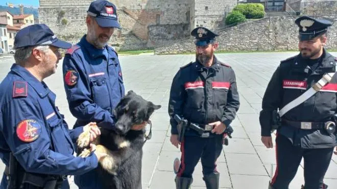 I cani della polizia municipale che spesso vengono usati nelle attività dei carabinieri