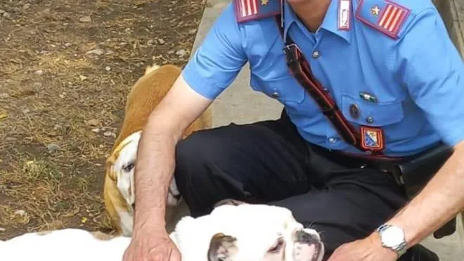 Alcuni dei cani sequestrati dai carabinieri nella casa della donna di 54 anni