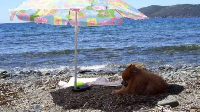 Una dog beach in Toscana