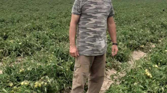 Enzo Bigliazzi in mezzo ai suoi 35 ettari di pomodori nella zona dell’Albegna